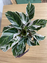Load image into Gallery viewer, Calathea &#39;White Fusion&#39;
