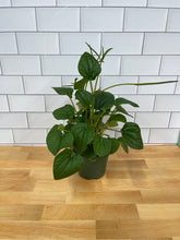 Load image into Gallery viewer, Peperomia &#39;Rana Verde&#39;
