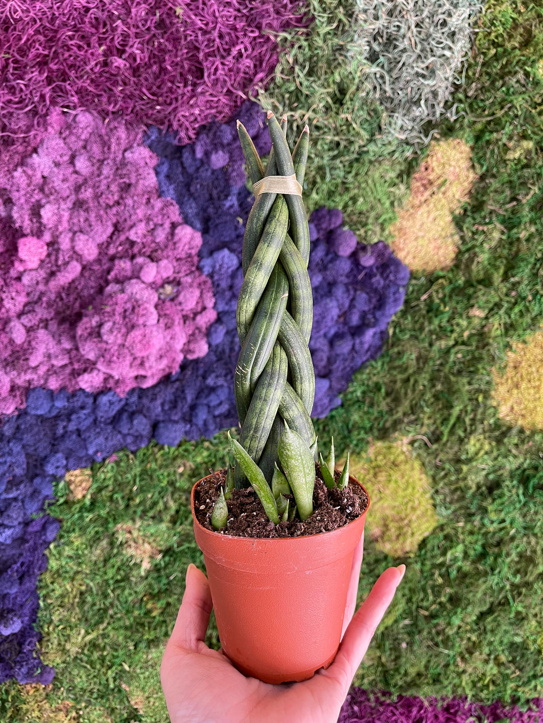 braided succulent Braided Snake Plant – Habitat Plants + Coffee