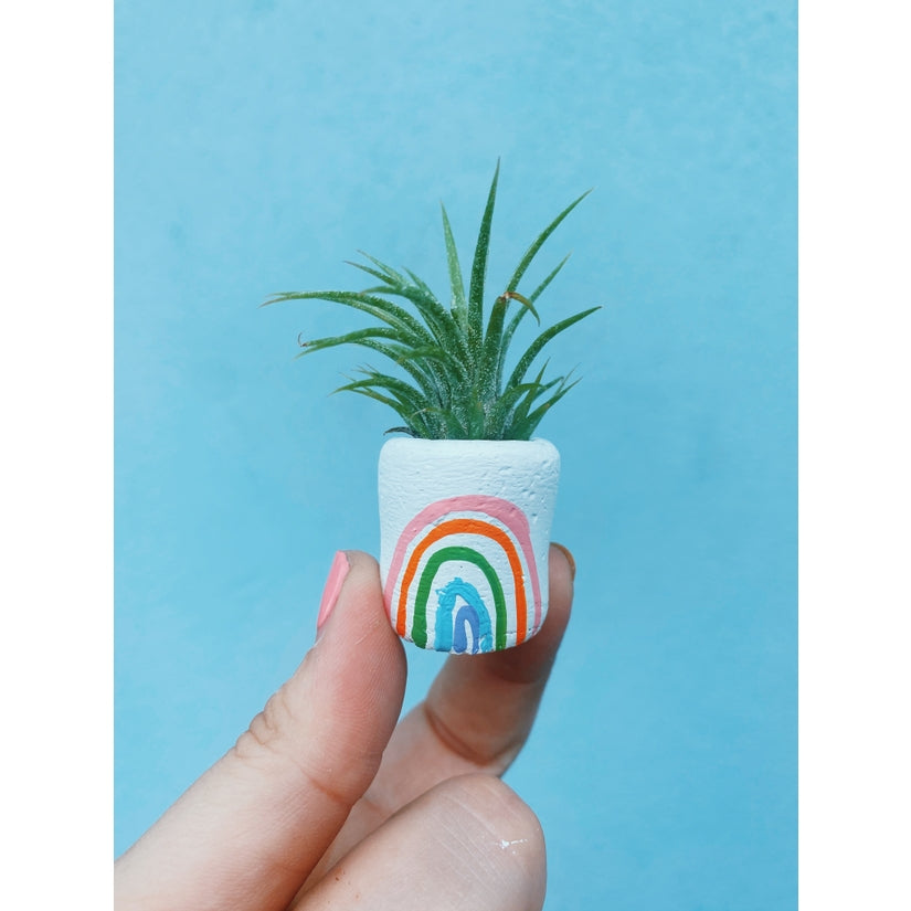 Rainbow Mini Pot and Plant