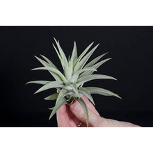 Load image into Gallery viewer, Air Plant &#39;Tillandsia Harrisii&#39;
