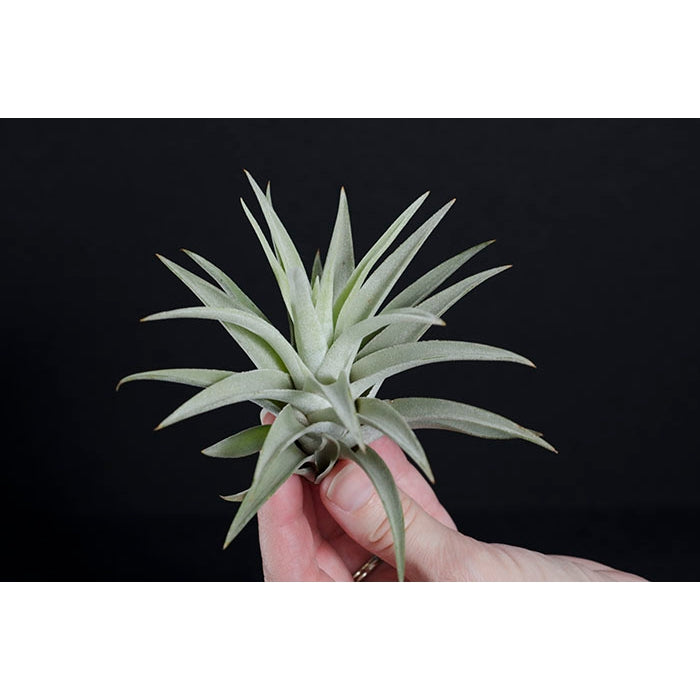 Air Plant 'Tillandsia Harrisii'