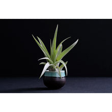 Load image into Gallery viewer, Air Plant Tillandsia &#39;Peach Capitata&#39;
