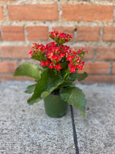 Load image into Gallery viewer, 2&quot; Kalanchoe
