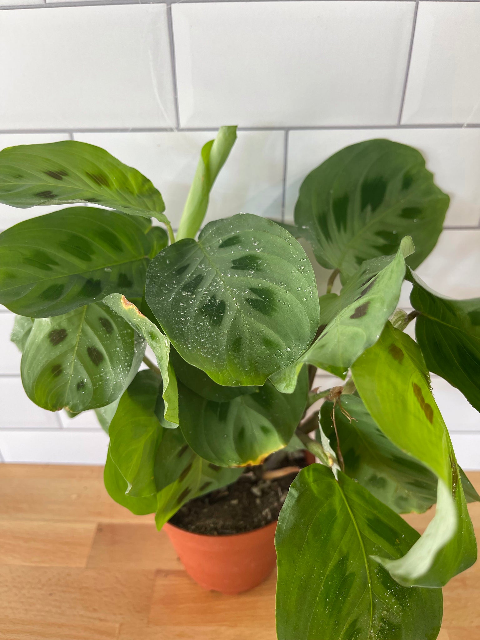 prayer plant green Maranta 'Green Prayer Plant' – Habitat Plants + Coffee