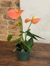 Load image into Gallery viewer, Anthurium &#39;Andraeanum&#39;
