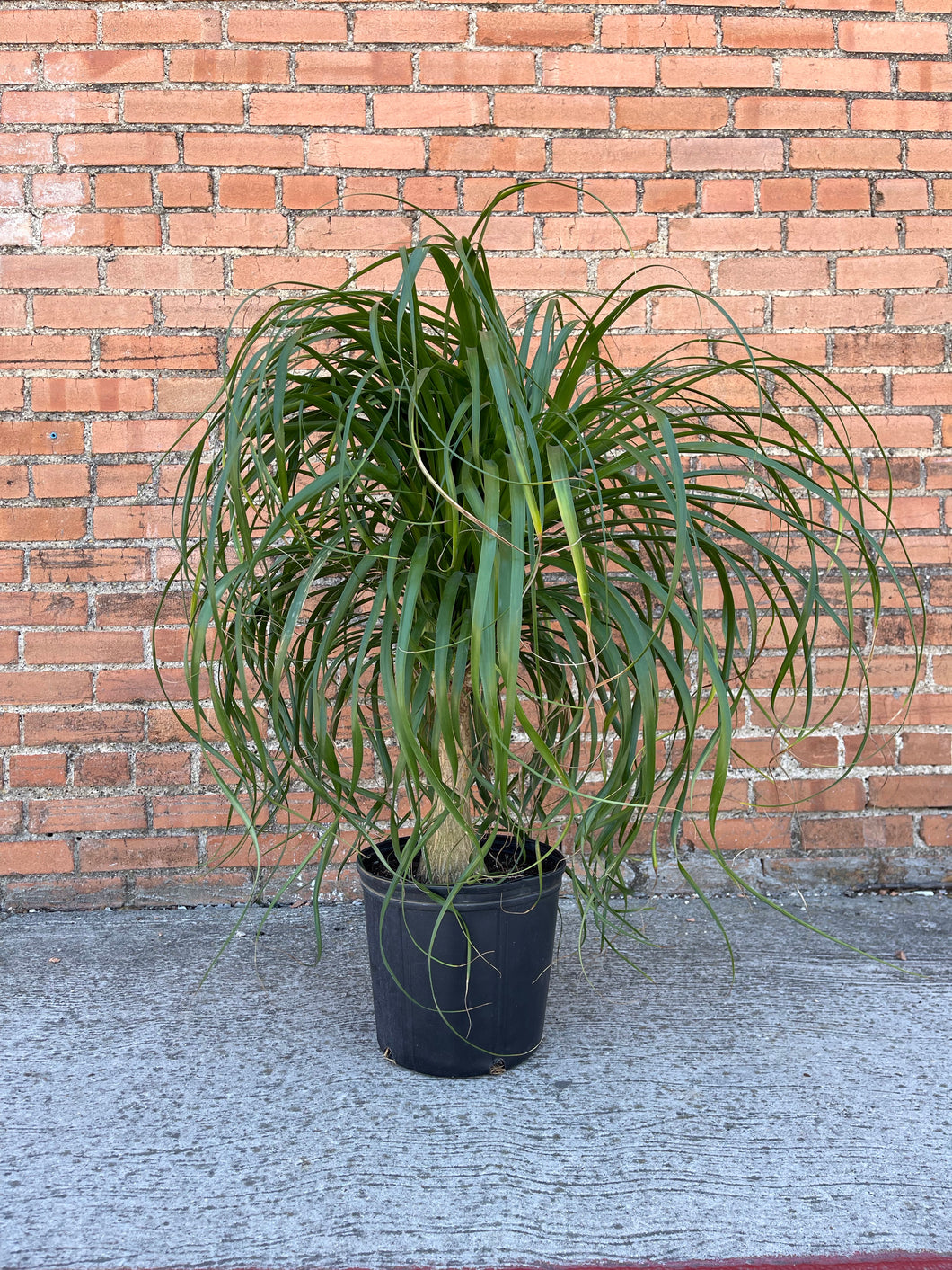 Ponytail Palm