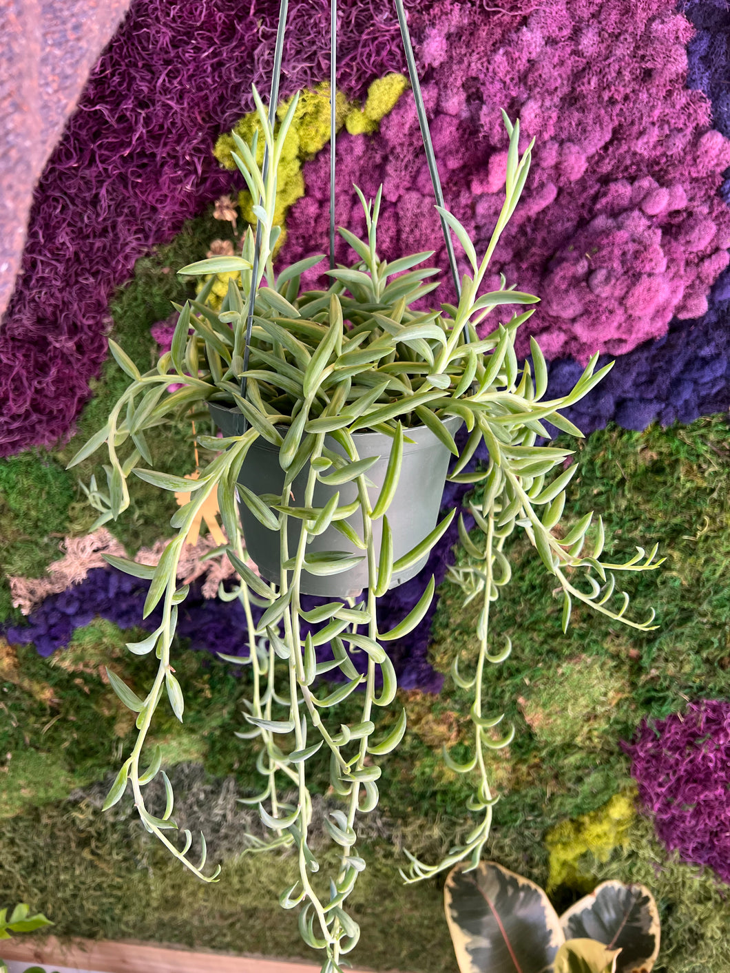 String of Bananas