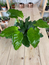 Load image into Gallery viewer, Calathea &#39;Musaica&#39;
