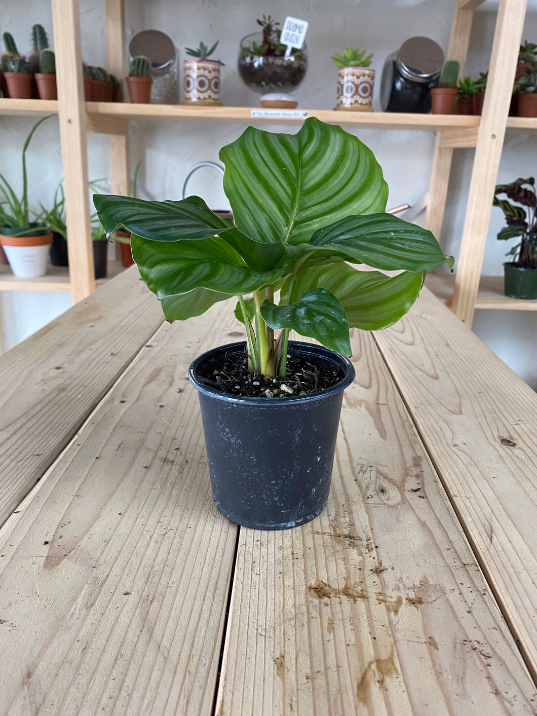 Calathea 'Orbifolia'
