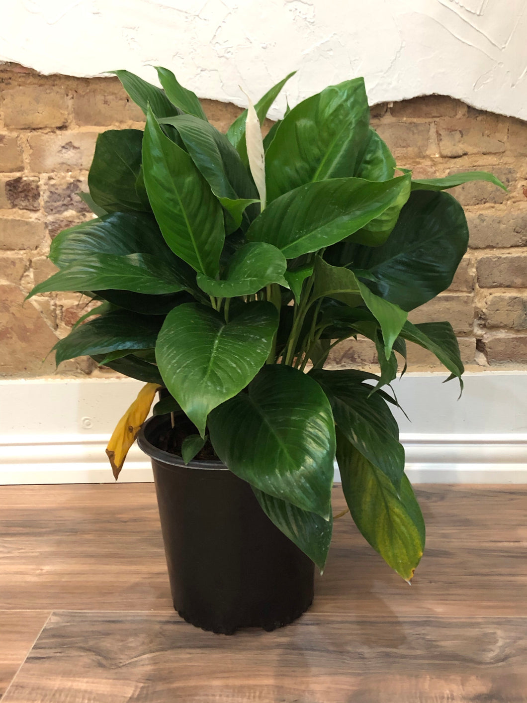 peace lily habitat Peace Lily