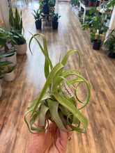 Load image into Gallery viewer, Air Plant &#39;Tillandsia Streptophylla&#39;
