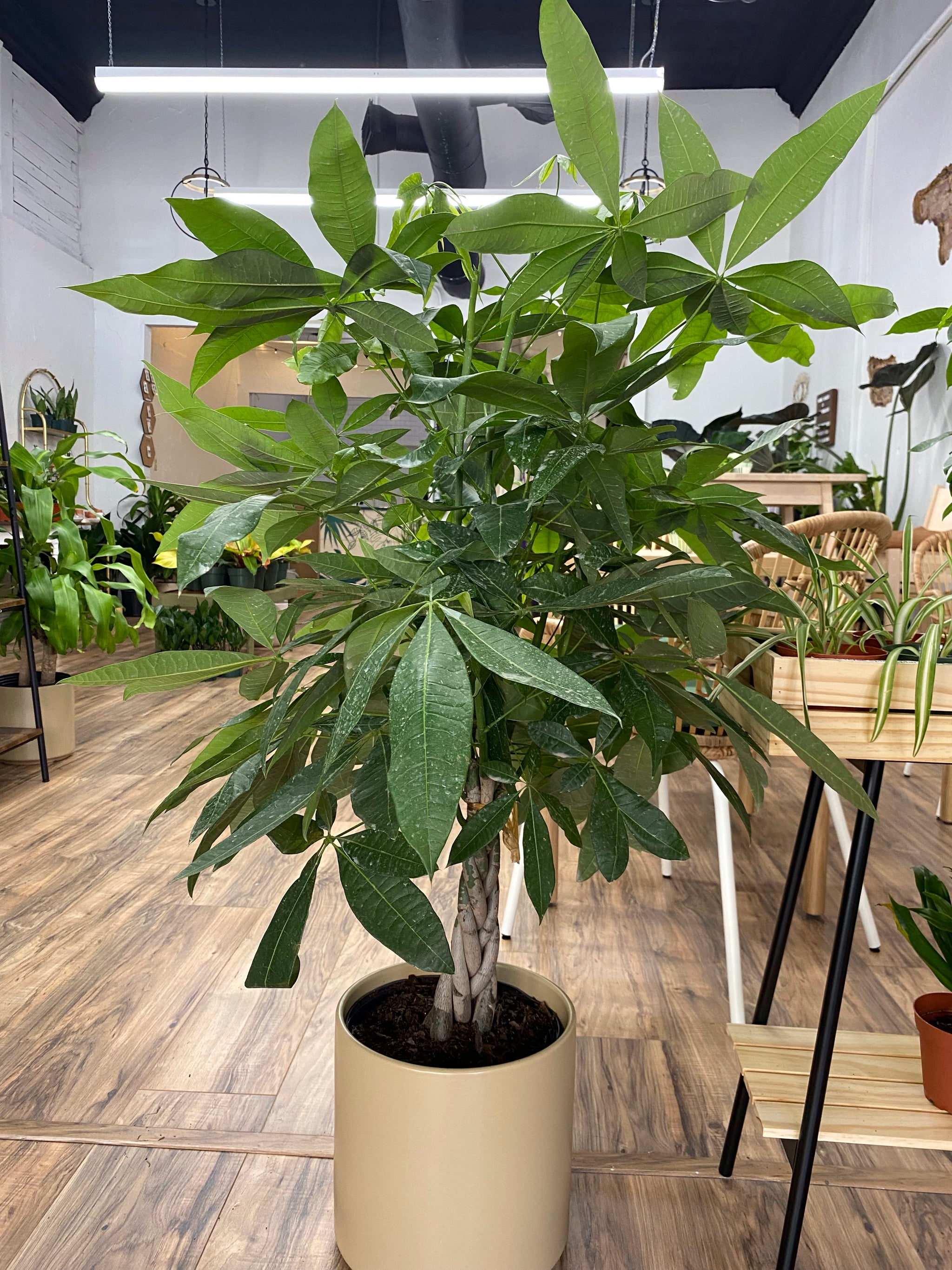 braided money tree Pachira Braid "Money Tree" – Habitat Plants + Coffee