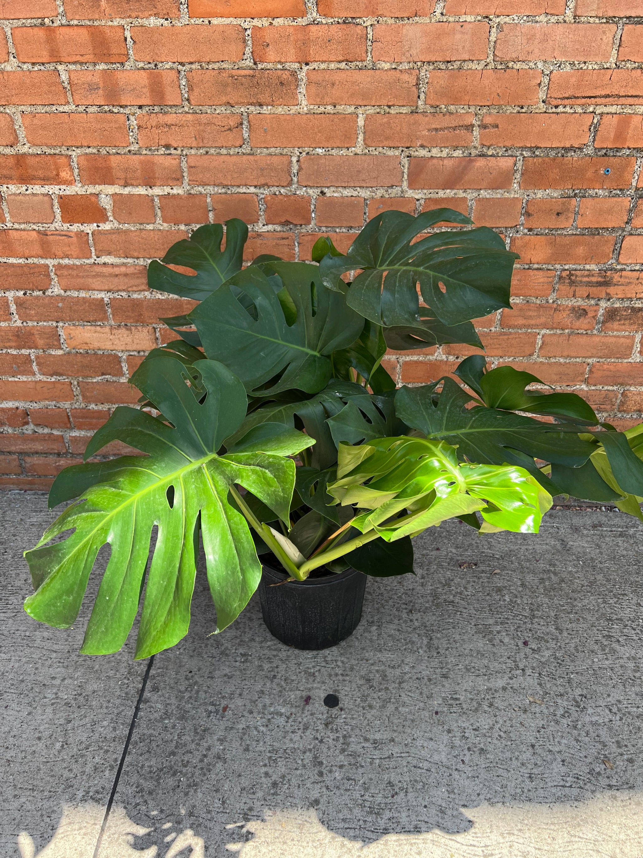 Monstera Deliciosa – Habitat Plants + Coffee