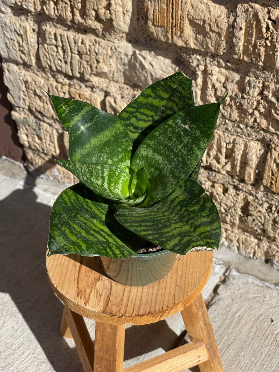 sansevieria trifasciata hahnii snake plant Snake Plant 'trifasciata hahnii' – Habitat Plants + Coffee