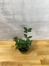 Load image into Gallery viewer, Peperomia &#39;Parallel&#39;
