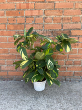 Load image into Gallery viewer, Ctenanthe lubbersiana &#39;Golden Mosaic Plant&#39;
