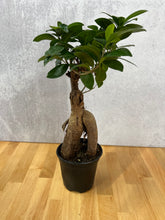 Load image into Gallery viewer, Ficus Ginseng
