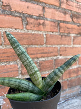 Load image into Gallery viewer, Snake Plant &#39;Starfish&#39;
