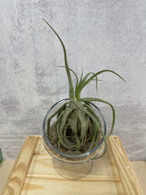 Load image into Gallery viewer, Air Plant &#39;Tillandsia Streptophylla&#39;
