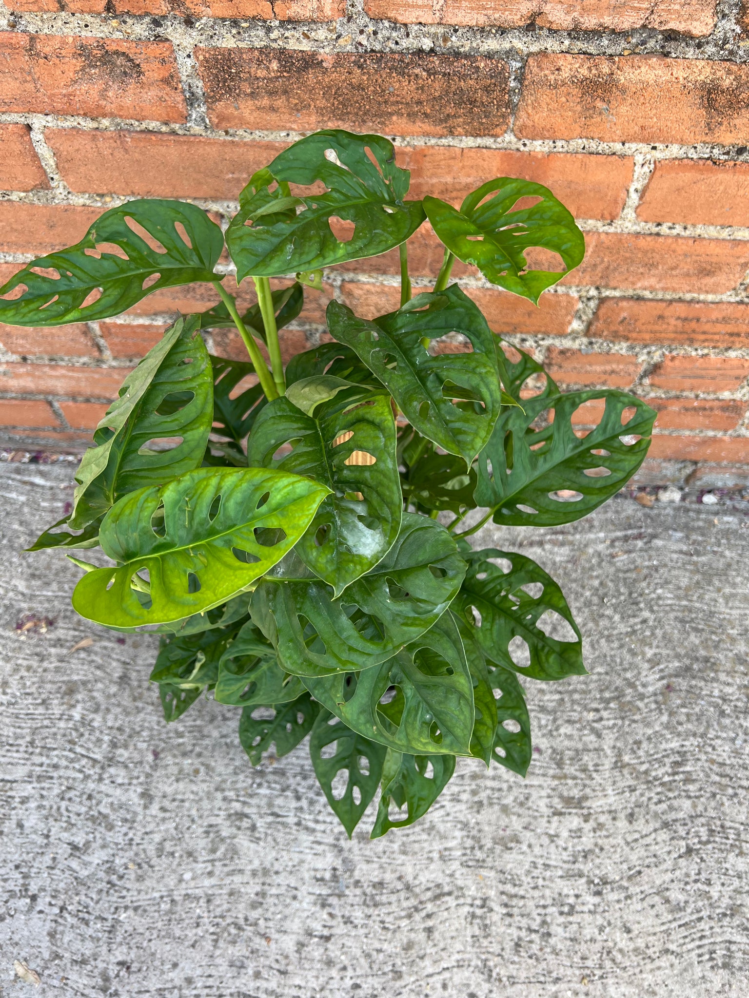 monstera adansonii natural habitat Monstera Adansonii – Habitat Plants + Coffee