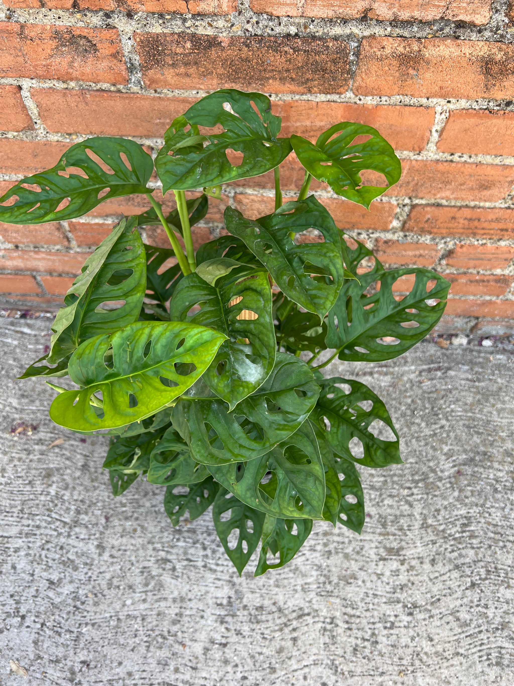 Monstera Adansonii – Habitat Plants + Coffee