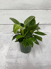 Load image into Gallery viewer, Philodendron &#39;Birkin&#39;
