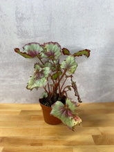 Load image into Gallery viewer, Begonia &#39;Rex&#39;
