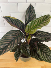 Load image into Gallery viewer, Calathea &#39;Pinstripe&#39;
