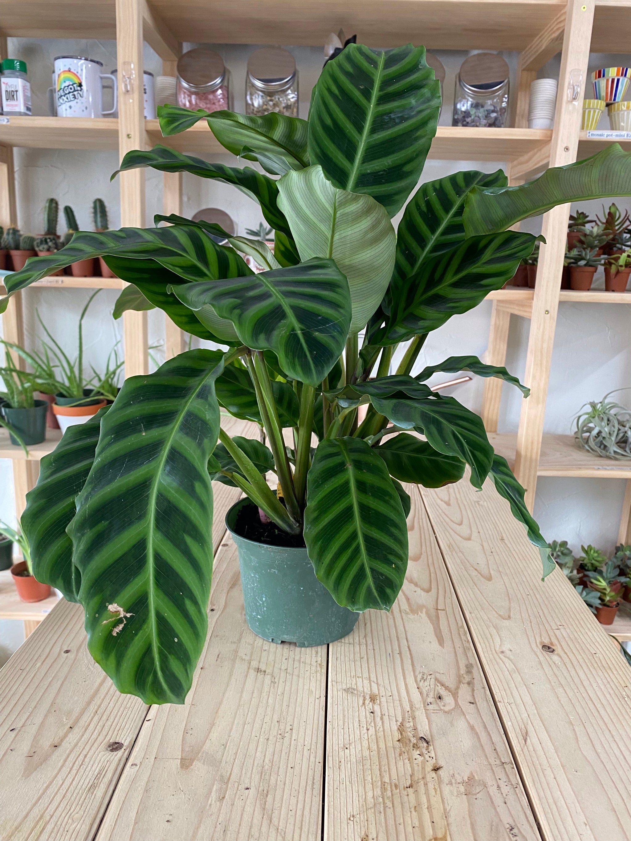 Calathea 'Zebrina'  Habitat Plants + Coffee