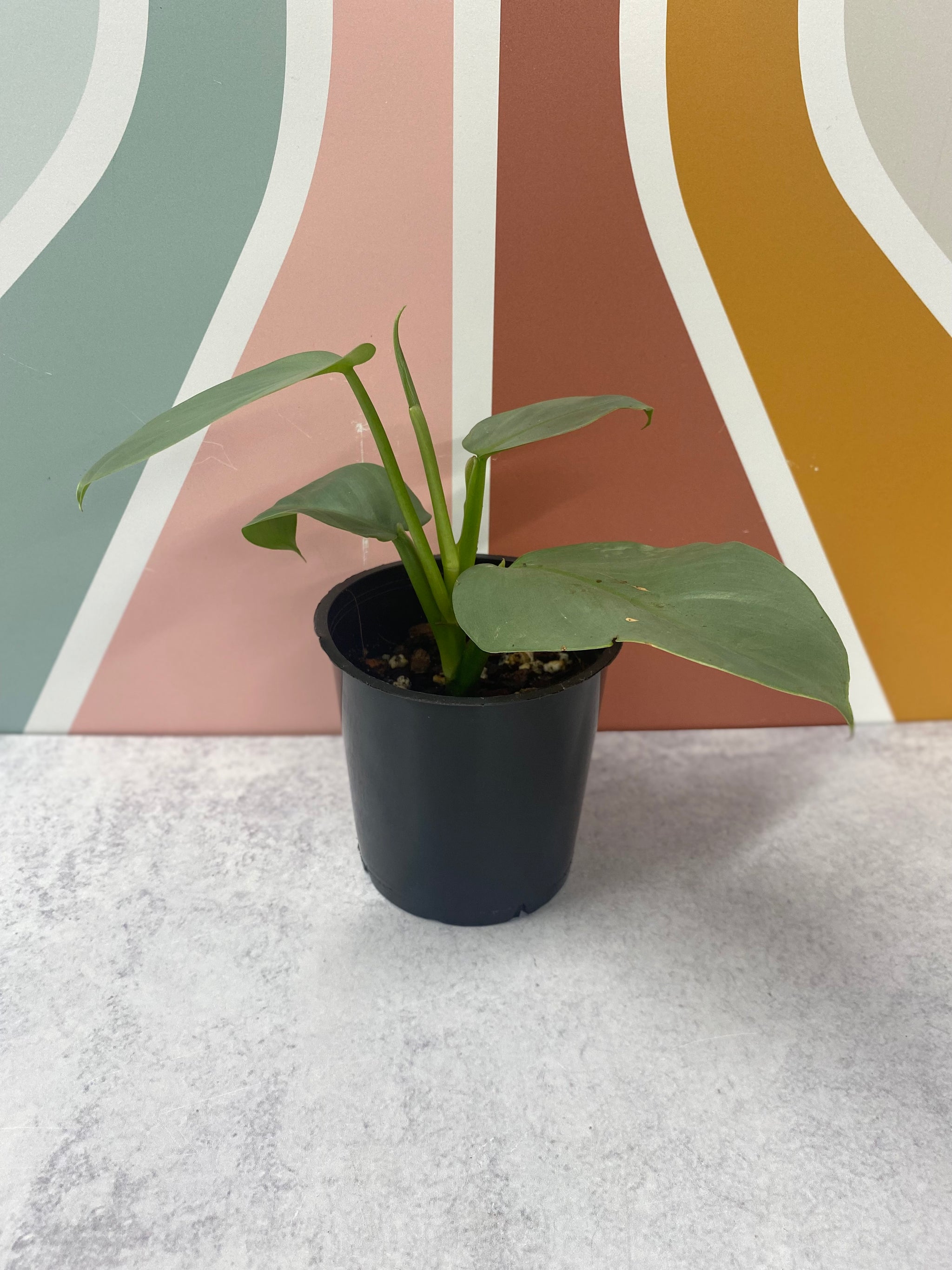 planted steak rewe planted.steak – Planted Foods CH