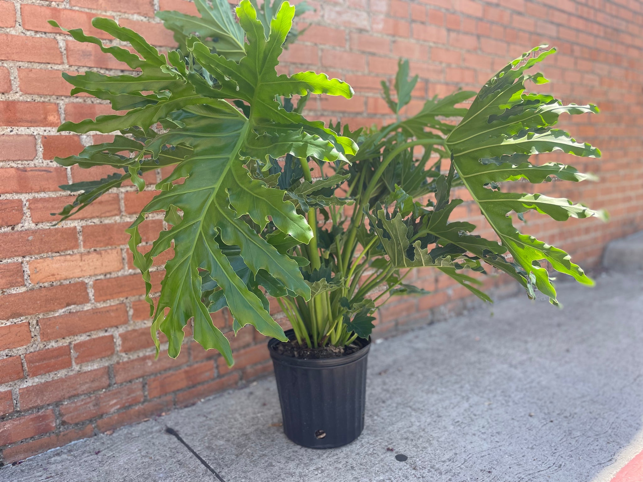 faix hope philodendron Philodendron Hope