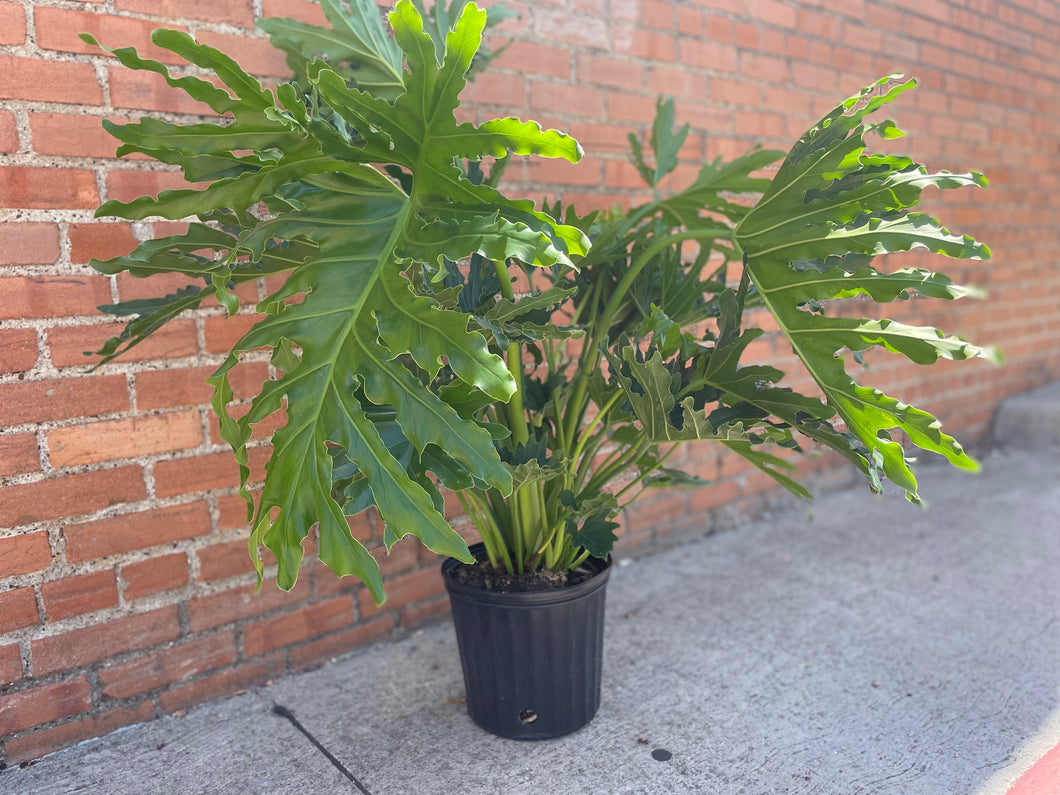 hope philodendron can it live outside in texas Philodendron Hope