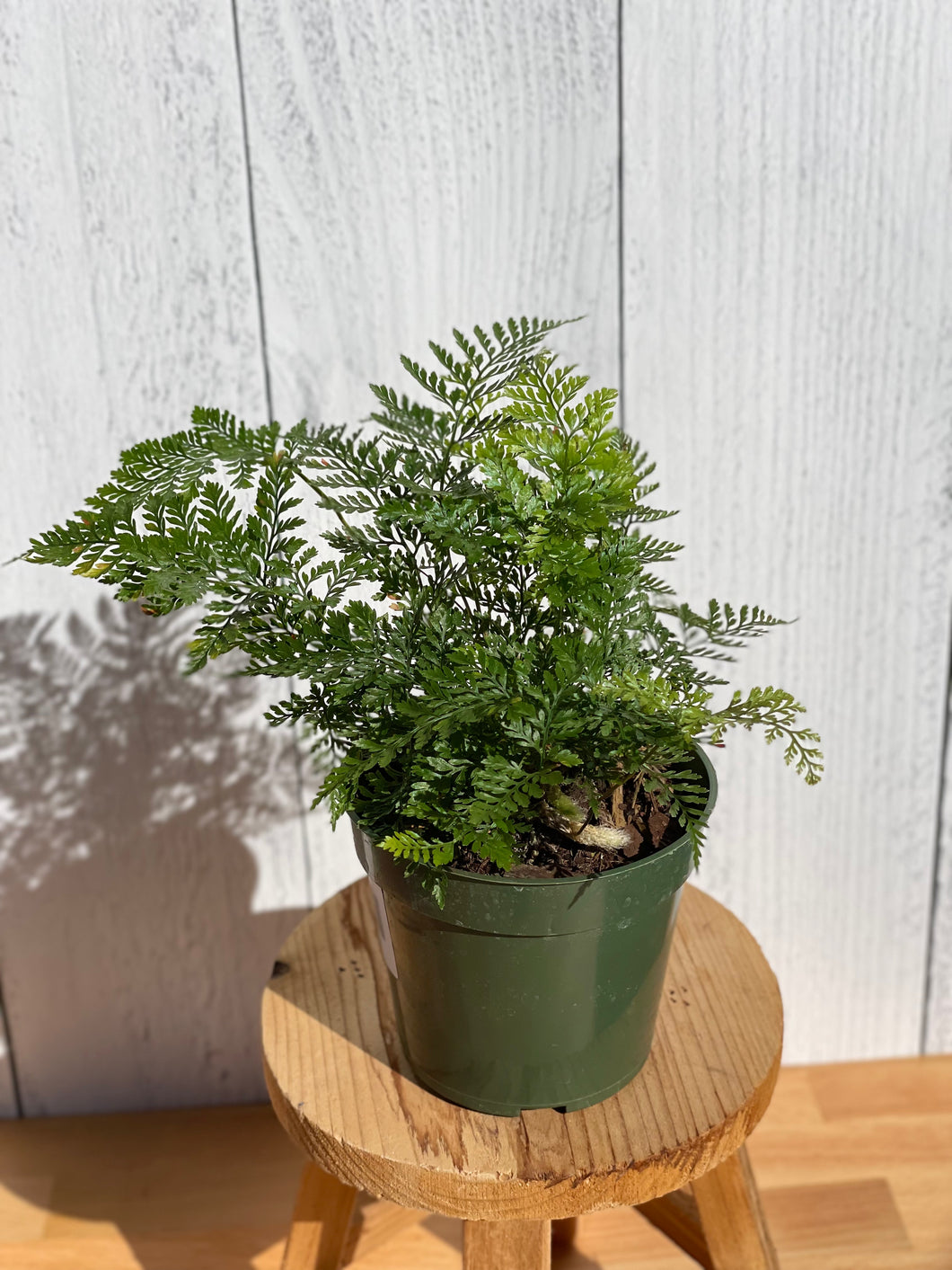 Rabbit Foot Fern