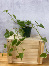 Load image into Gallery viewer, Peperomia &#39;Cupid&#39;
