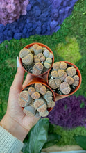 Load image into Gallery viewer, Lithops
