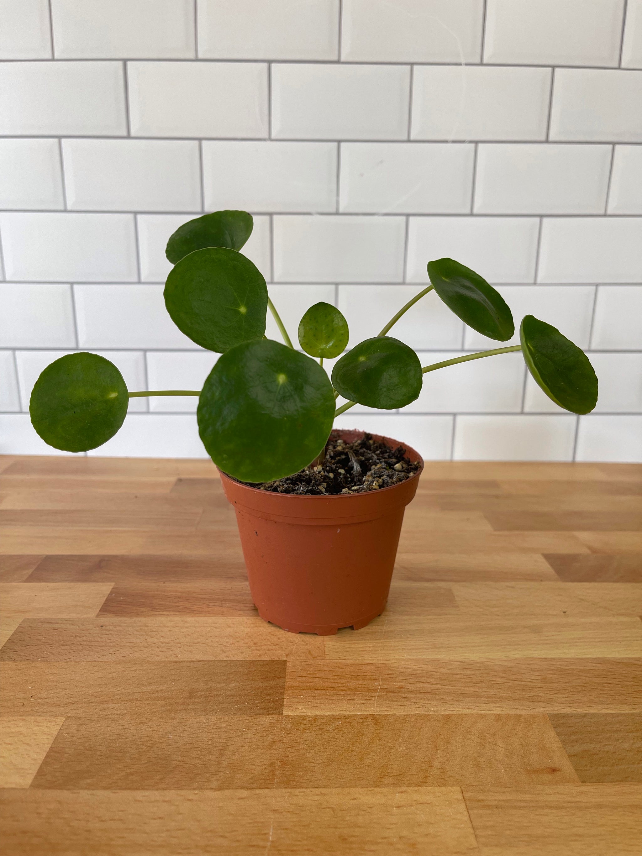 habitat of money plant Pilea Peperomioides – Habitat Plants + Coffee
