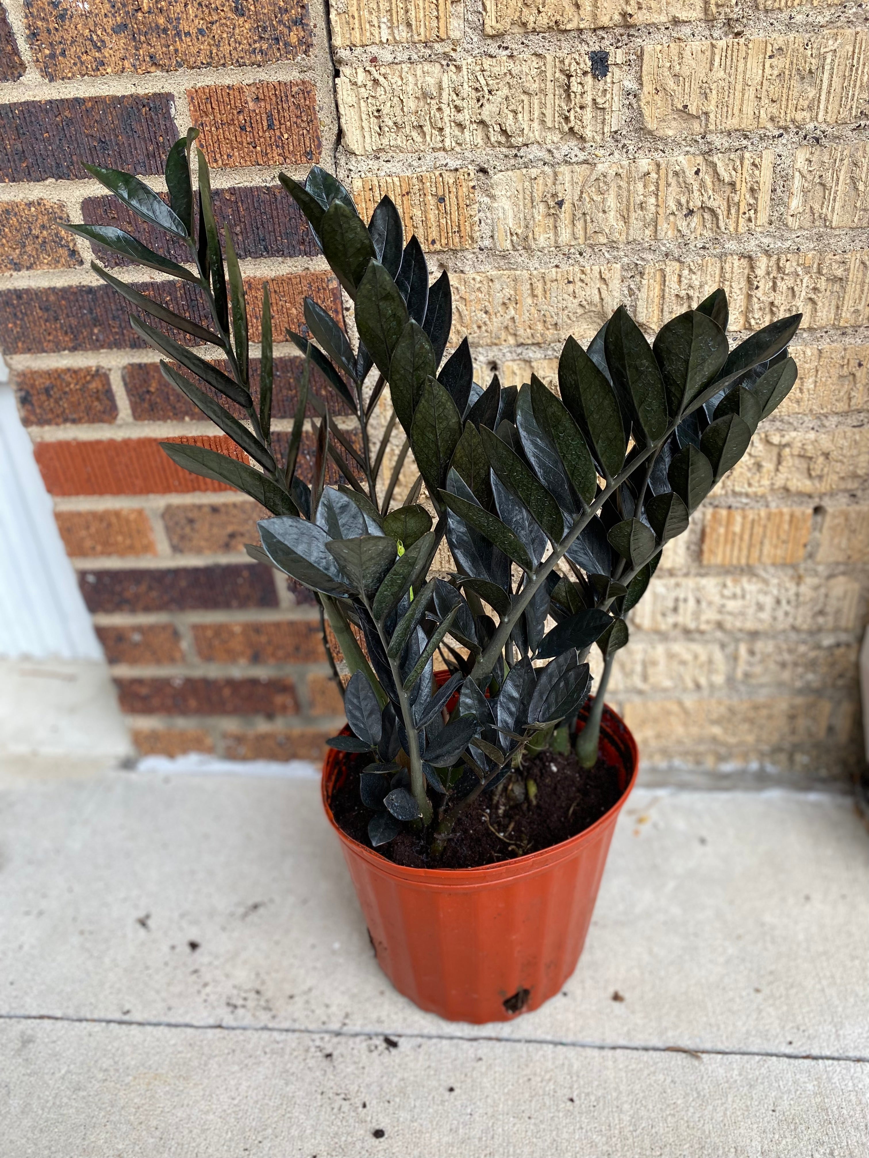 Raven ZZ – Habitat Plants + Coffee