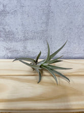 Load image into Gallery viewer, Air Plant &#39;Tillandsia Harrisii&#39;
