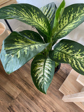 Load image into Gallery viewer, Dieffenbachia &#39;Tropic Snow&#39;
