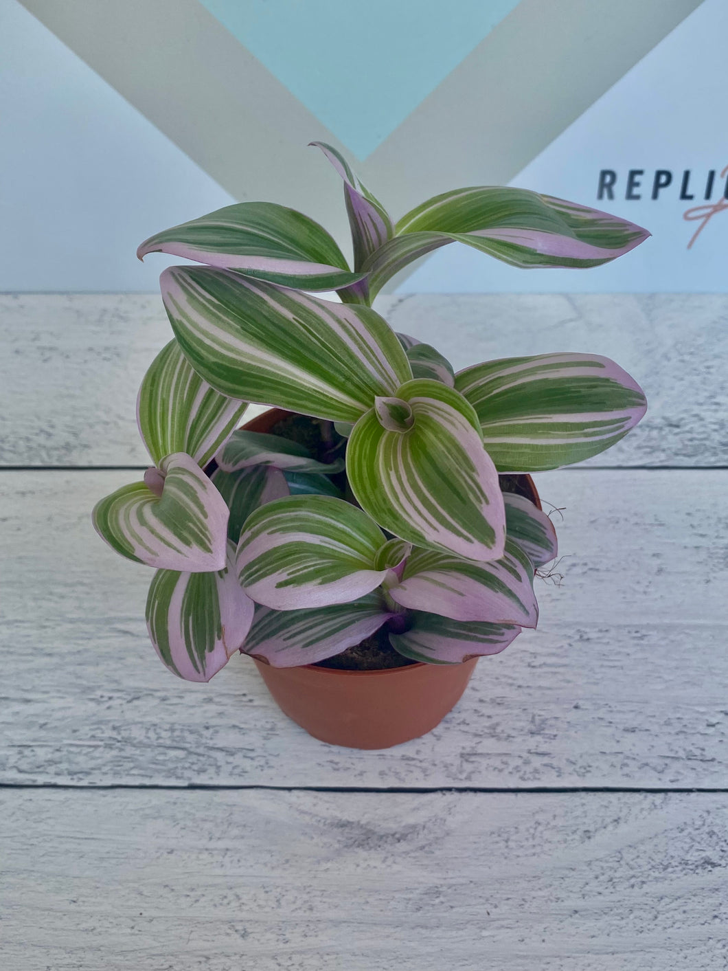 Tradescantia Nanouk