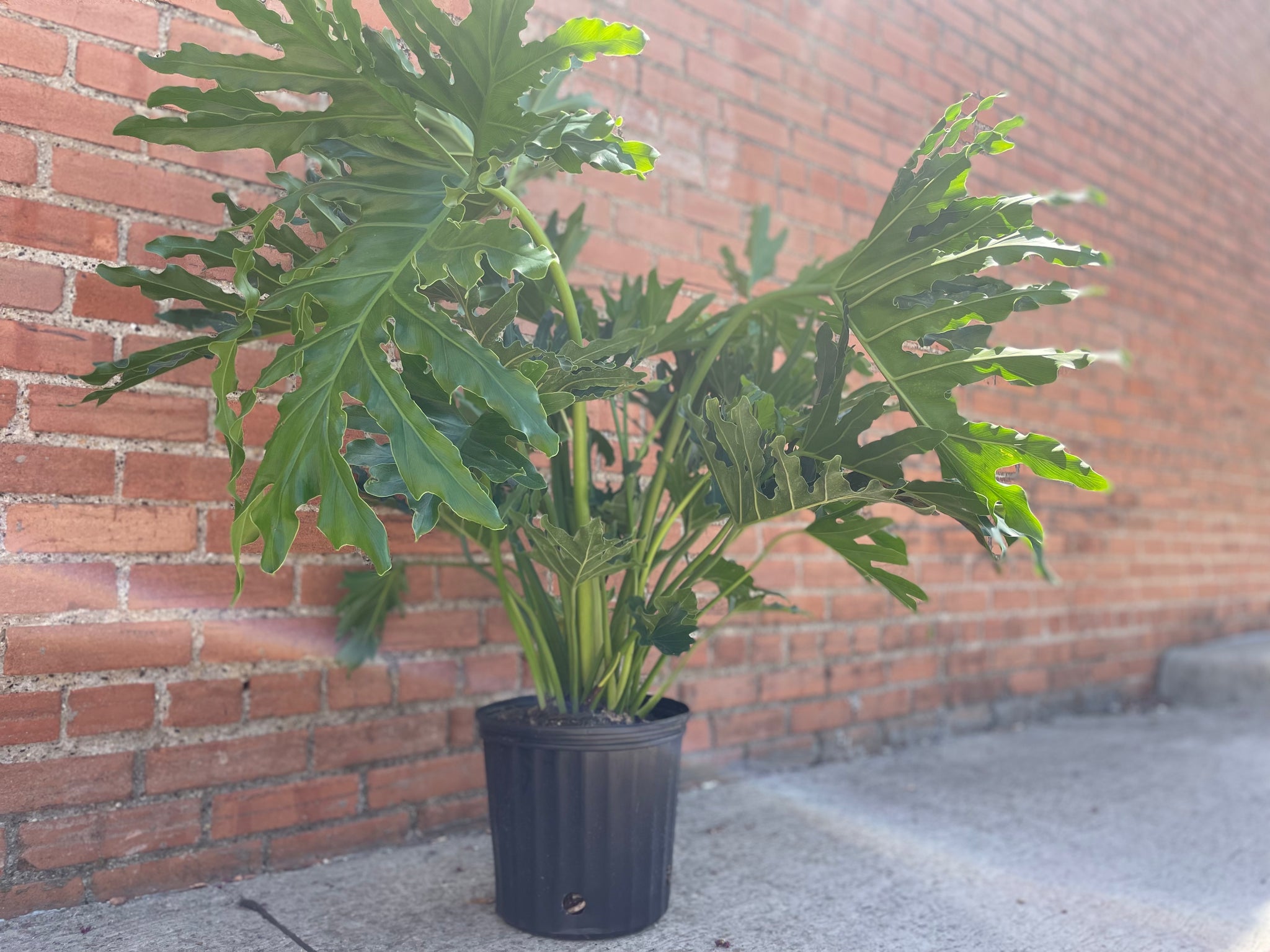 philodendron bipinnatifidum selloum hope Philodendron Hope – Habitat Plants + Coffee
