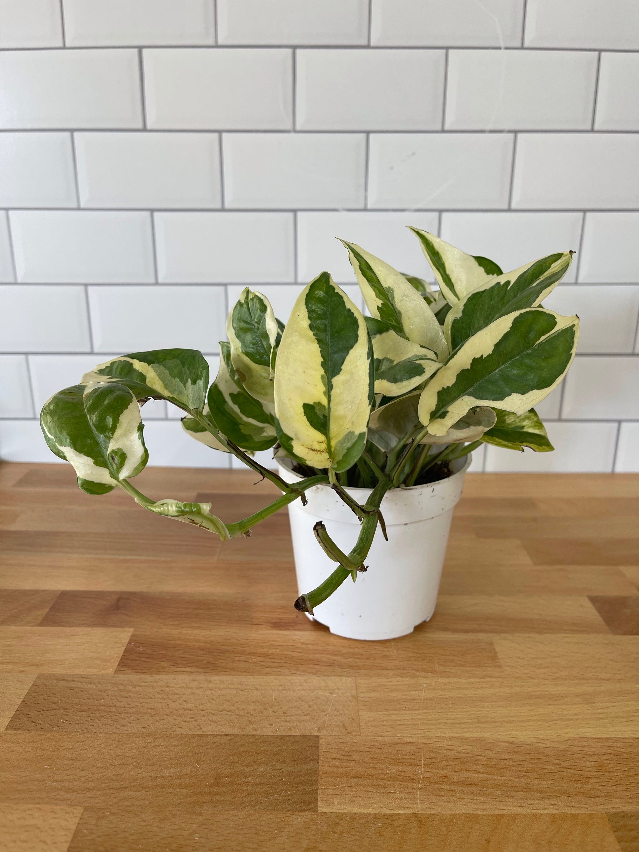 hb pothos plant POTHOS NJOY