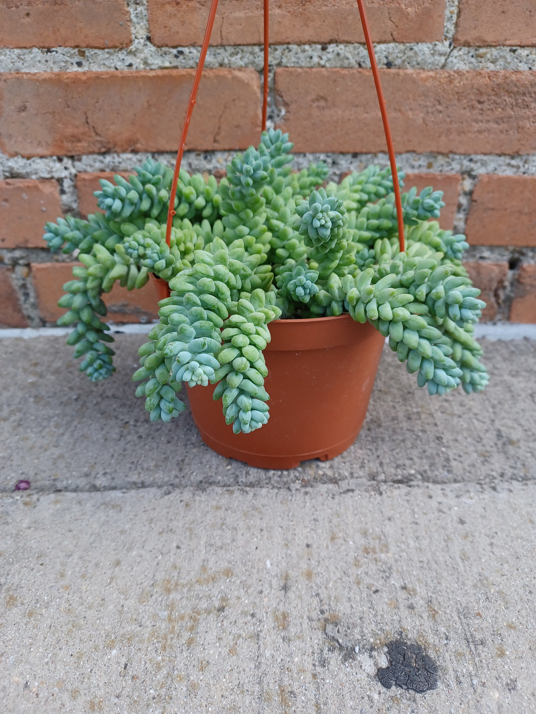 Donkey Tail