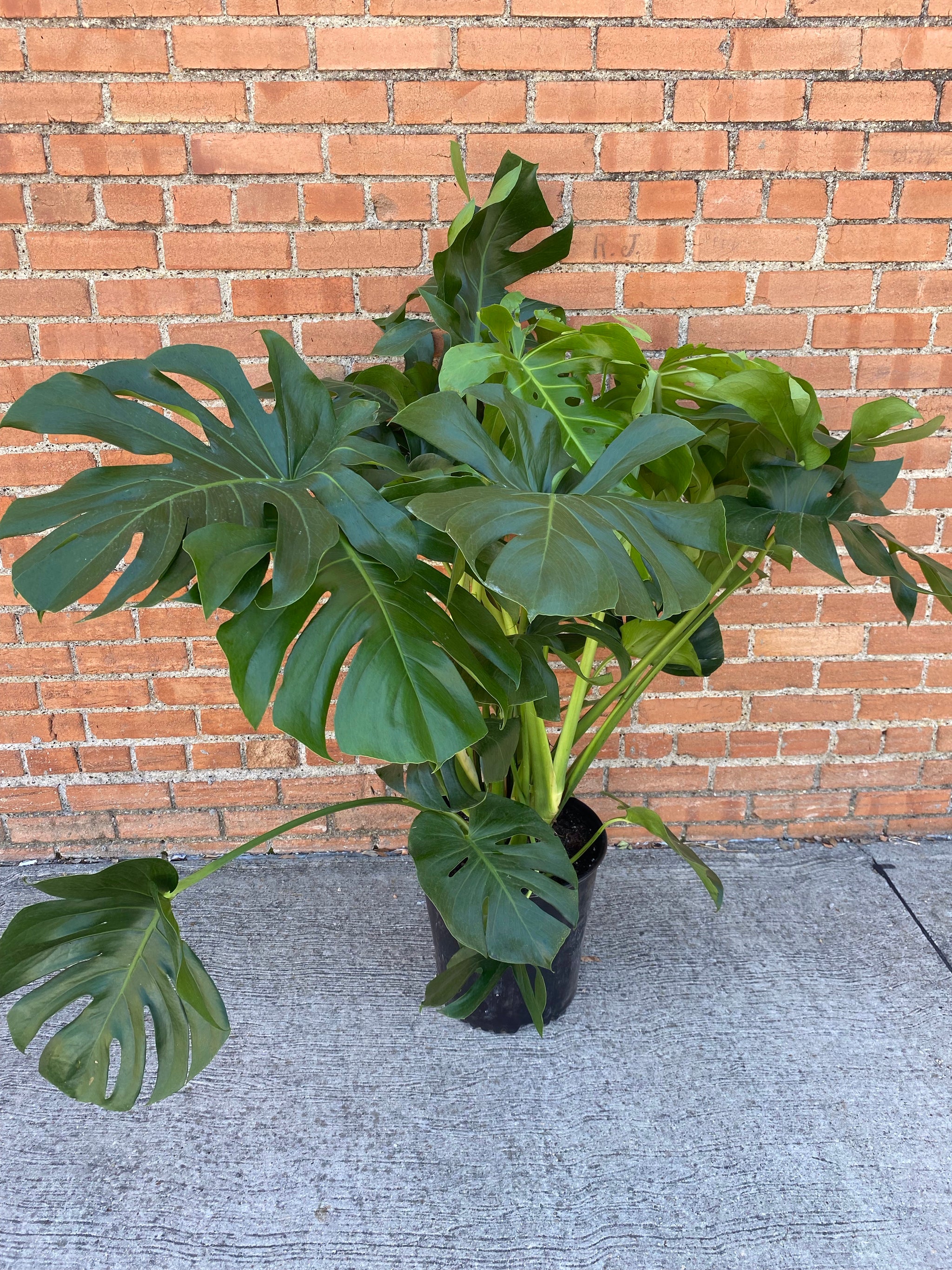 monstera deliciosa habitat Monstera Deliciosa – Habitat Plants + Coffee