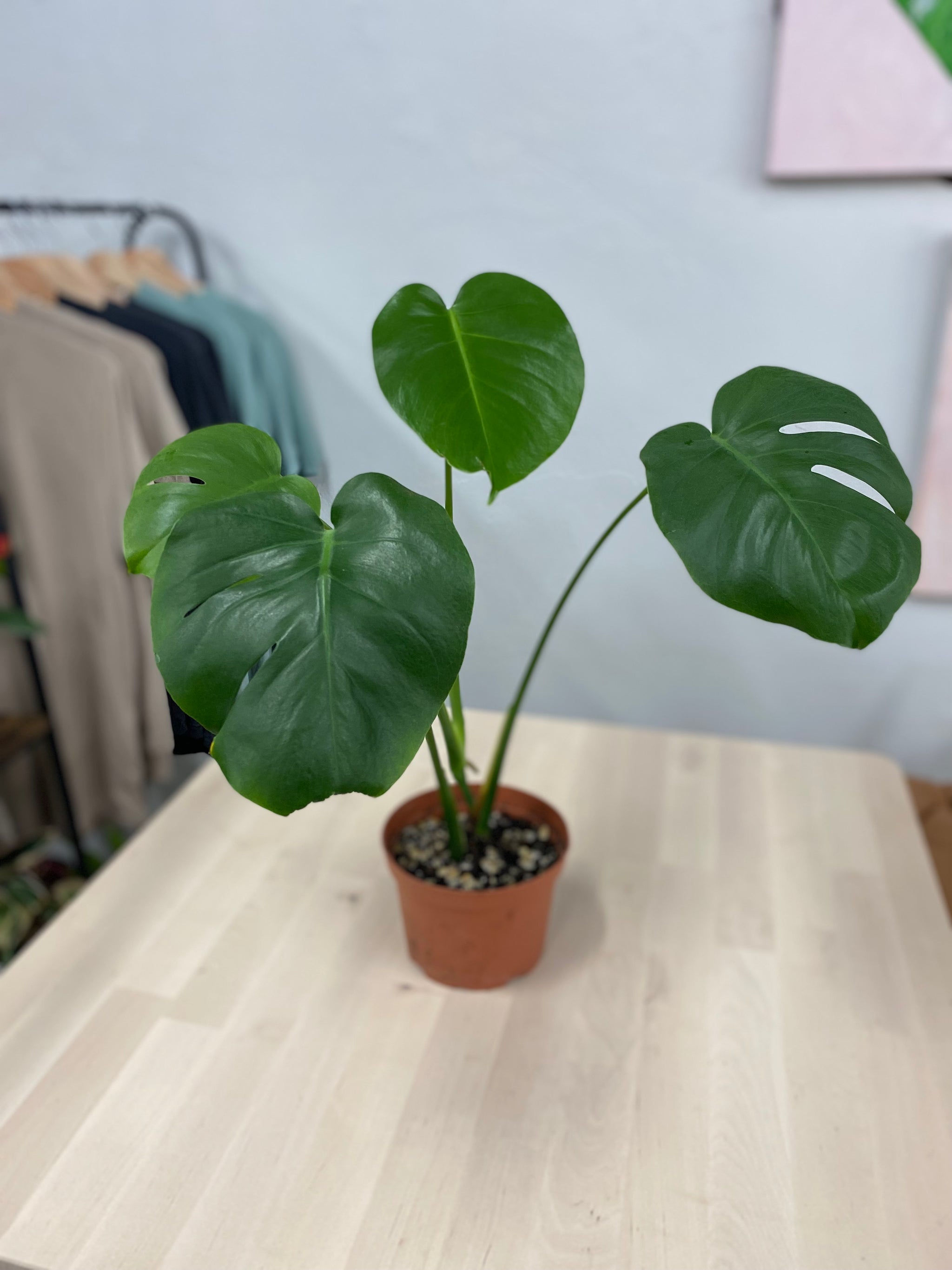 habitat monstera deliciosa Monstera Deliciosa – Habitat Plants + Coffee
