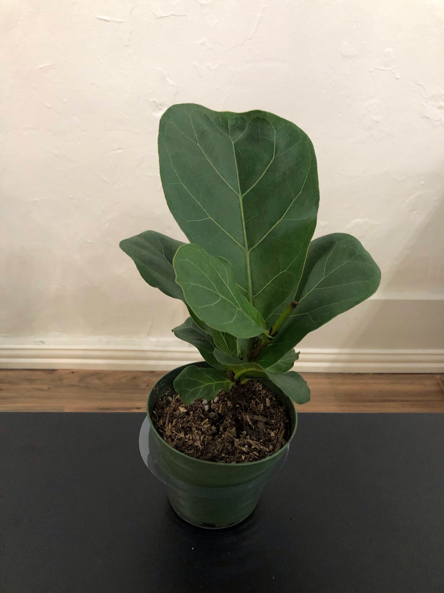 coffee in fiddle leaf fig Fiddle Leaf Fig