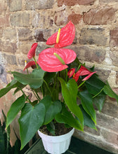 Load image into Gallery viewer, Anthurium &#39;Andraeanum&#39;
