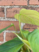 Load image into Gallery viewer, Philodendron &#39;Fuzzy Petiole&#39;
