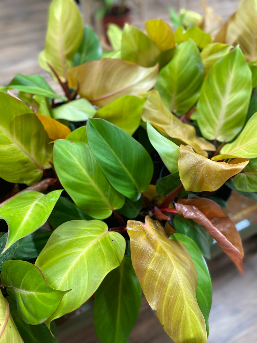 finale philodendron Philodendron 'McColley's Finale' – Habitat Plants + Coffee